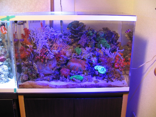エムズワン製メタルハライドランプ【海水魚水槽・爬虫類・サンゴ